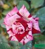 Strawberry Kisses rose photo