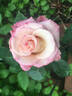 Show Stopper™ rose photo