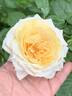 Delblabe rose photo