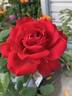 Isabella Rossellini ™ rose photo