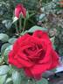 Isabella Rossellini ™ rose photo
