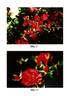 BAIfairy rose photo