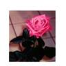 SCHrenat rose photo