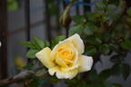 Golden Handshake rose photo