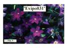 Evipo031 clematis photo