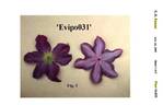 Evipo031 clematis photo