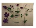 Evipo031 clematis photo