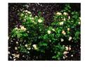 HORcoherent rose photo