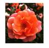 HORcoherent rose photo