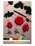 RUIy5451 rose photo