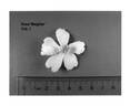 Meiglise rose photo