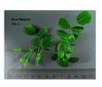 Meiglise rose photo