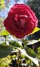 Anne Roumanoff rose photo