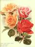 George C. Waud rose photo
