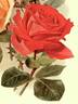 George C. Waud rose photo