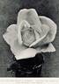 Edgar M. Burnett rose photo