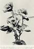 Madame Edouard Herriot rose photo