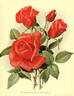 Madame Edouard Herriot rose photo