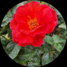 Cecily Gibson rose photo