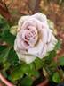 Silver Shadows rose photo