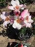 Occhi di Fata ® rose photo