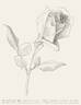 Mrs. Charles Russell rose photo