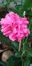 Toscana rose photo