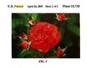 BAIoist rose photo