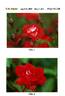 BAIoist rose photo