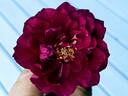 Purple Buttons rose photo