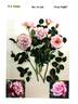 Hadmoo rose photo