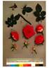 Pand565 rose photo