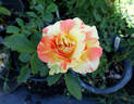 Jerry Mathers rose photo
