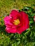 Paula Fay peony photo