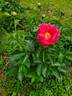 Paula Fay peony photo