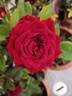 Bimboro ® rose photo