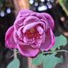 Blue River ® rose photo