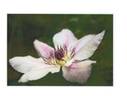 YAKU050 clematis photo