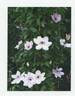 YAKU050 clematis photo