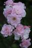 Disco Lemonade rose photo