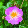 Little Suzie rose photo