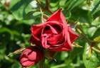 Black Magic Woman rose photo