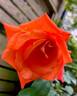 Today rose photo