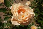 Céfiro rose photo