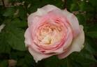 Le Rire rose photo