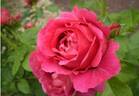 Meistersinger rose photo