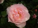 Jacques Truphémus ® rose photo