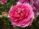 Sheherazade rose photo