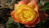 Orange Face rose photo