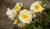 Lemon Sherbet rose photo